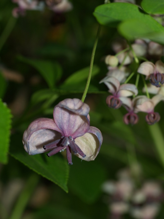 アケビの花_c0116915_1140588.jpg