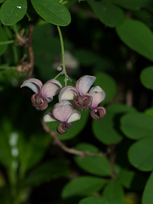 アケビの花_c0116915_11413257.jpg