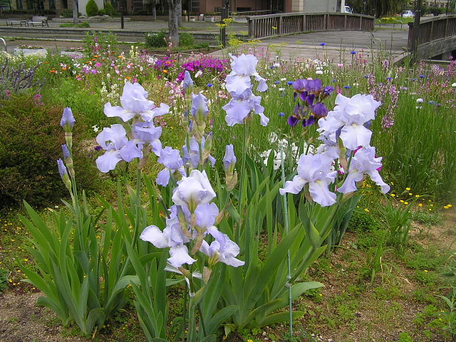 畑の花たちとオキザリス・カラー・シュッコンアマ・シロミミナグサ_a0037019_790100.jpg