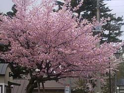 満開の桜_f0146620_23585514.jpg