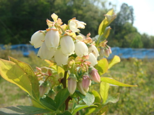 花、咲いたッ_c0123523_21261750.jpg
