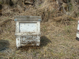 ハチ、来たッ、_c0123523_21431246.jpg