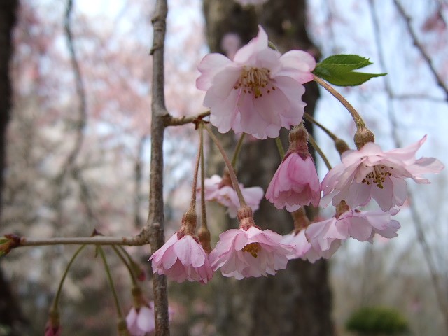 法門山　福泉寺の桜　_d0001843_2025178.jpg