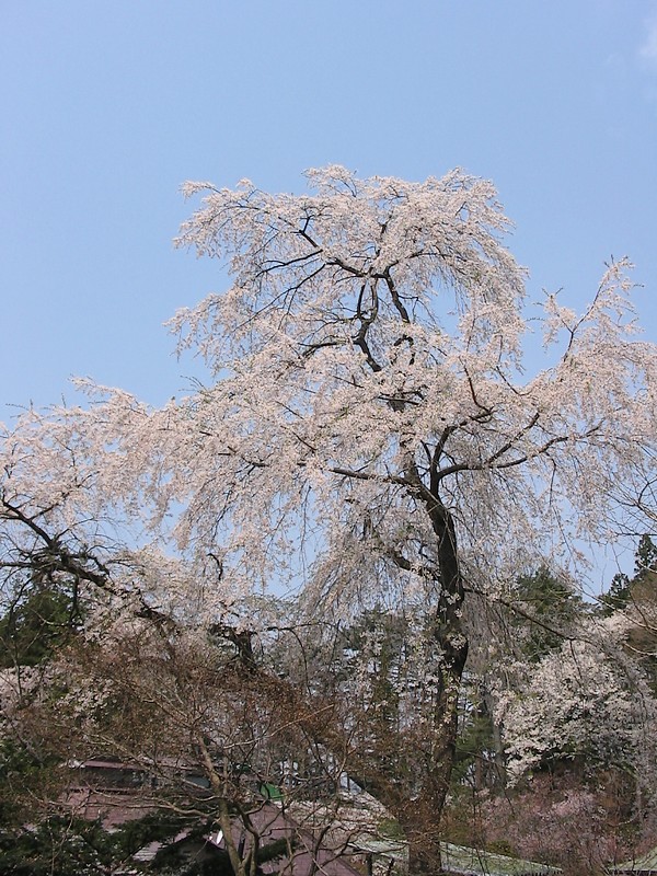 法門山　福泉寺の桜　_d0001843_20511196.jpg