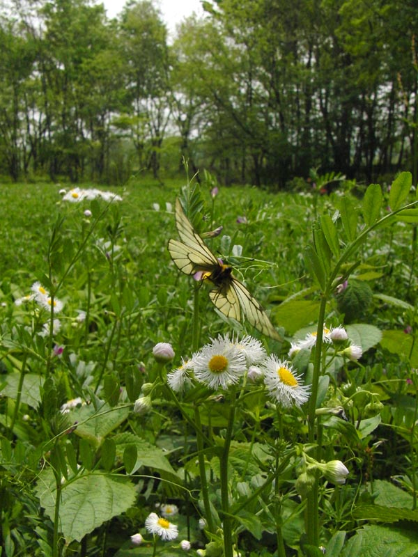 c0045352_16205651.jpg