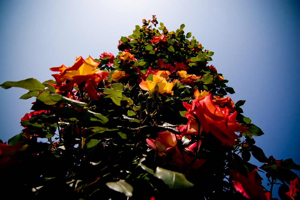 rosarium_d0141053_2029454.jpg