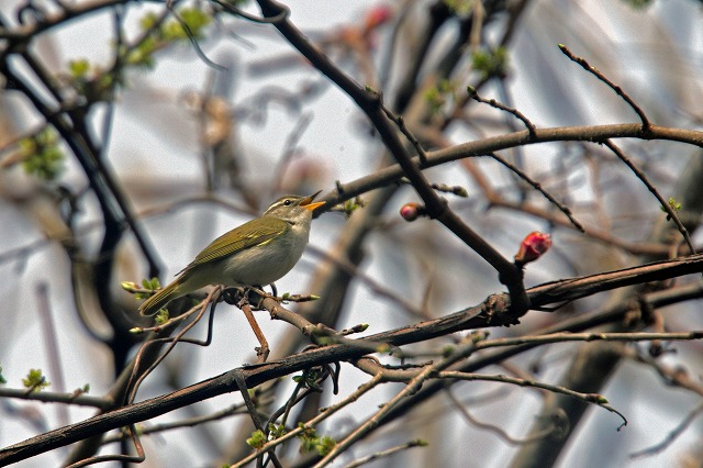 今日の野鳥_c0070654_18355661.jpg