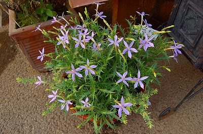 庭に置くコンテナ Kusakiの この植物をお買い