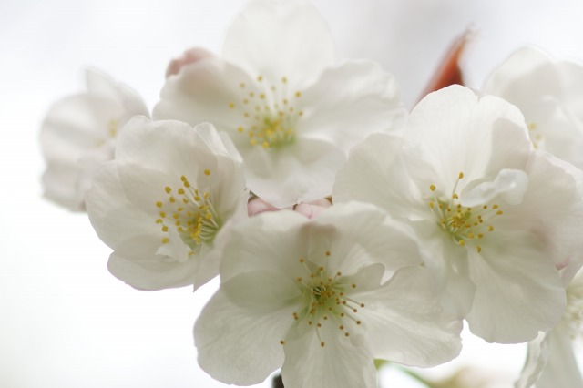 桜　京都御所　紅葉一重八重白　_d0141365_19105522.jpg