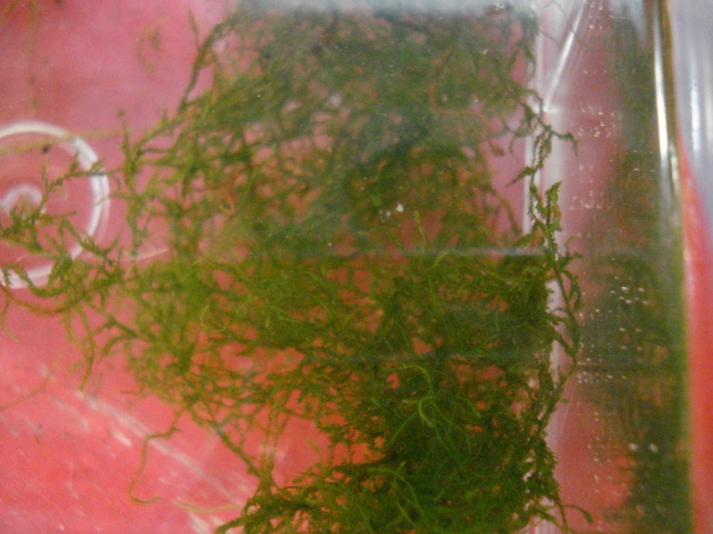 f0156765_17101752.jpg