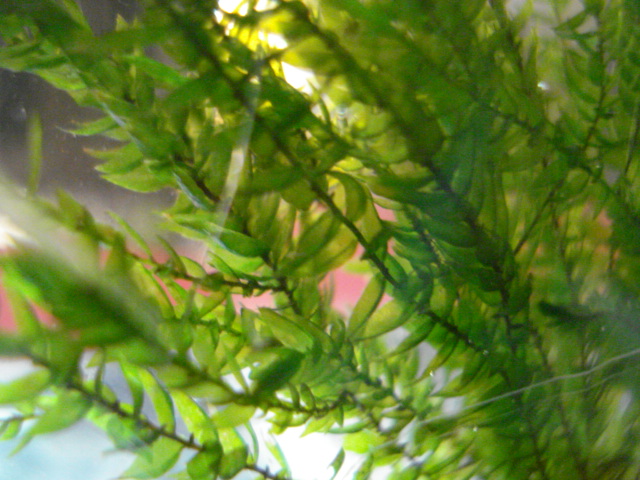 f0156765_17111336.jpg
