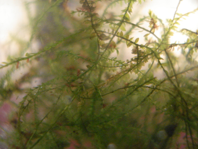 f0156765_1712255.jpg