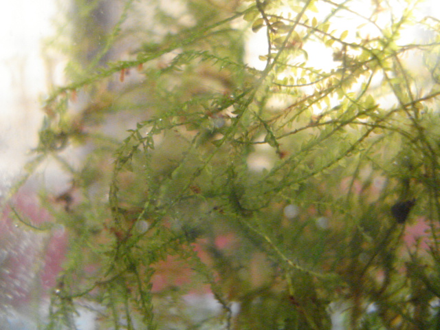 f0156765_17122557.jpg