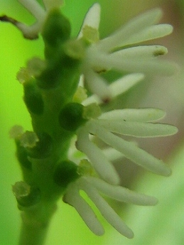 ヒトリシズカ(一人静)_c0085874_10151041.jpg