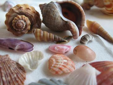 九十九里の貝 : ハナイカダの海辺の一歩