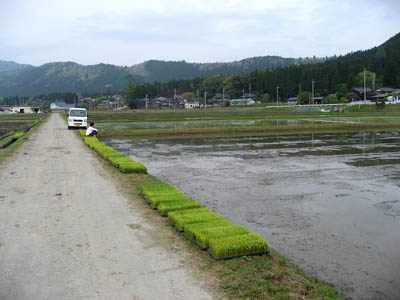 山里のＧＷはお百姓ウィーク・・・_f0077877_219727.jpg