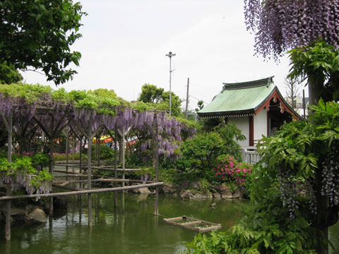 亀戸天神社の藤_f0110488_1831654.jpg