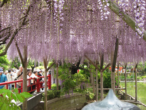 亀戸天神社の藤_f0110488_1852622.jpg