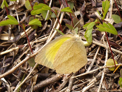 e0123889_0323218.jpg