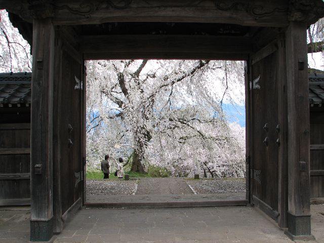 光林寺の枝垂桜_c0036792_23153276.jpg