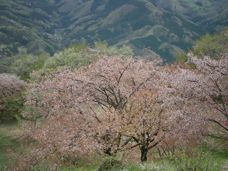 山桜の頃　林美江子_f0018492_21303227.jpg