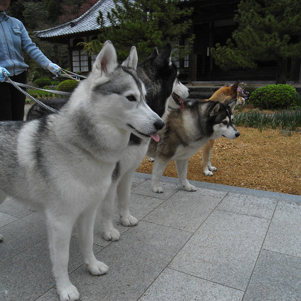 犬連れ遍路隊 4月19日_c0049299_19135453.jpg