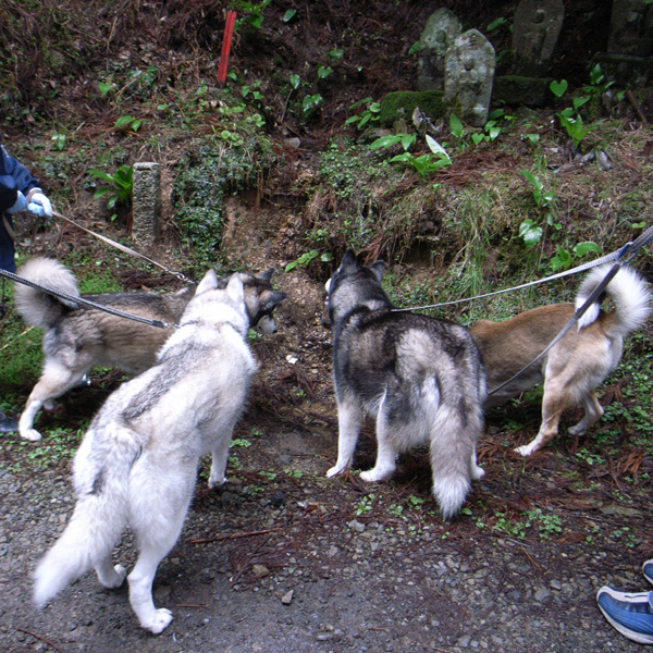 犬連れ遍路隊 4月19日_c0049299_19145976.jpg
