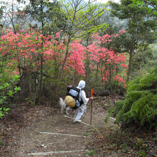 犬連れ遍路隊 4月19日_c0049299_1917152.jpg