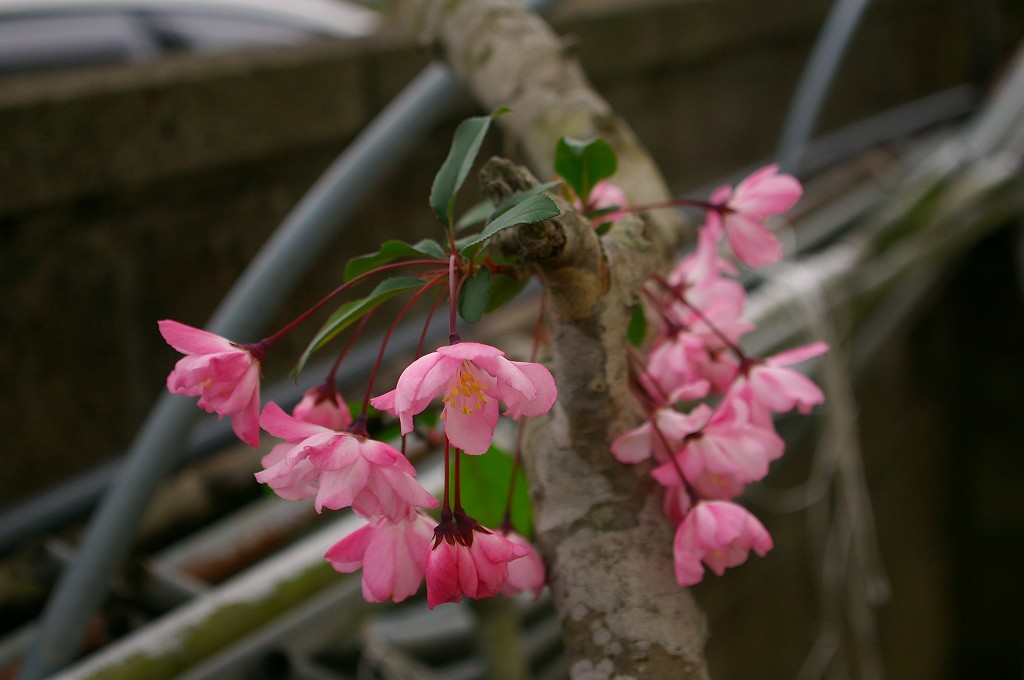 庭の花が一斉に_f0138305_205836.jpg