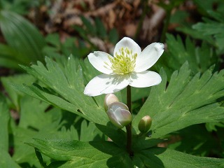 野の花を追って！　・・・　　　そ・　し・　て・　　　・・・_f0041909_20462293.jpg