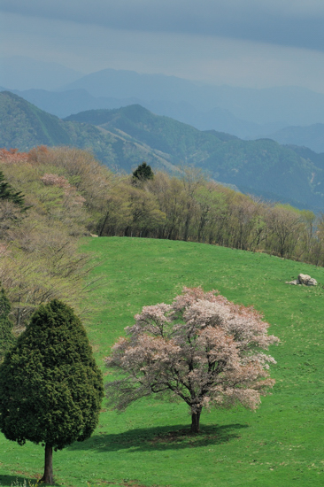 桜のある風景（20）_f0144018_18534325.jpg