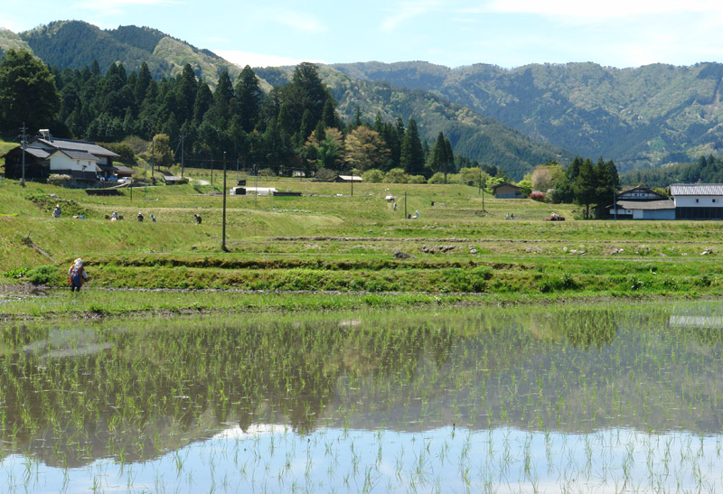 田植えが始まりました・・・・5/4_b0030123_16195181.jpg