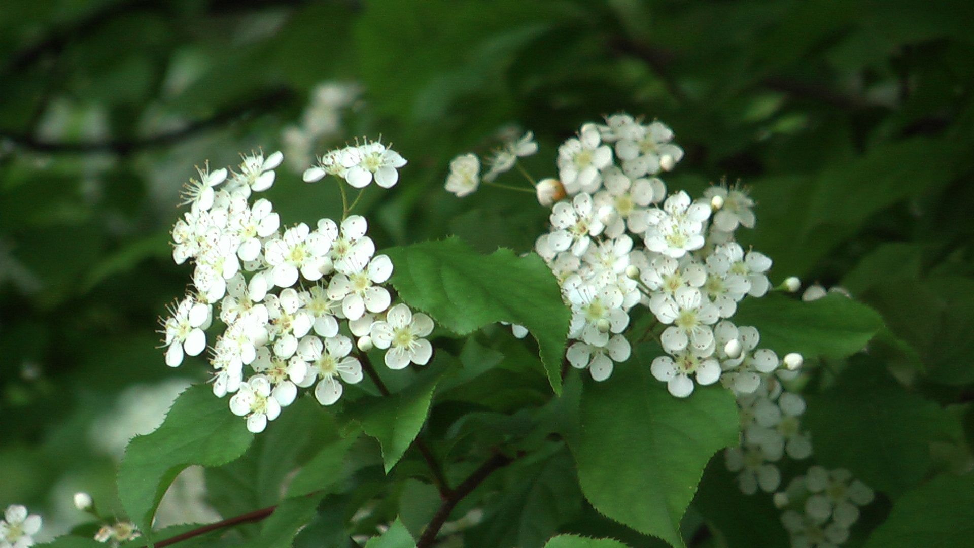 白い花 秋には甘い実が かまつか Kotokoto花日記