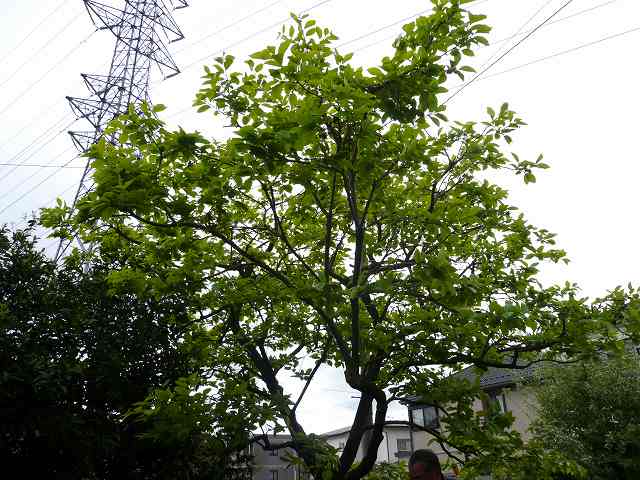 a0006033_16275772.jpg