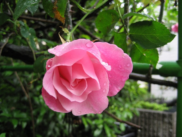 今年も垣根のバラが咲きました_b0047738_9453575.jpg