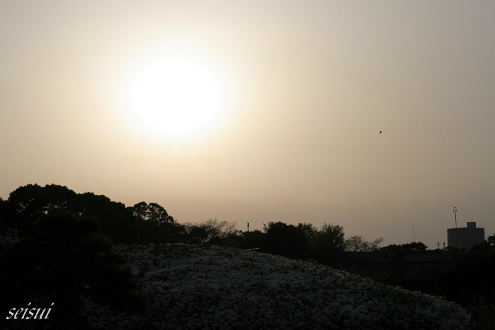 岡山後楽園　　　夜間特別開園　　宵待庭園_c0126344_23213462.jpg