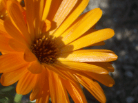 d0000247_17374971.gif