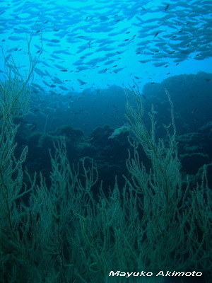 e0027447_18504869.jpg