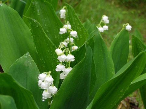 f0043750_13231391.jpg