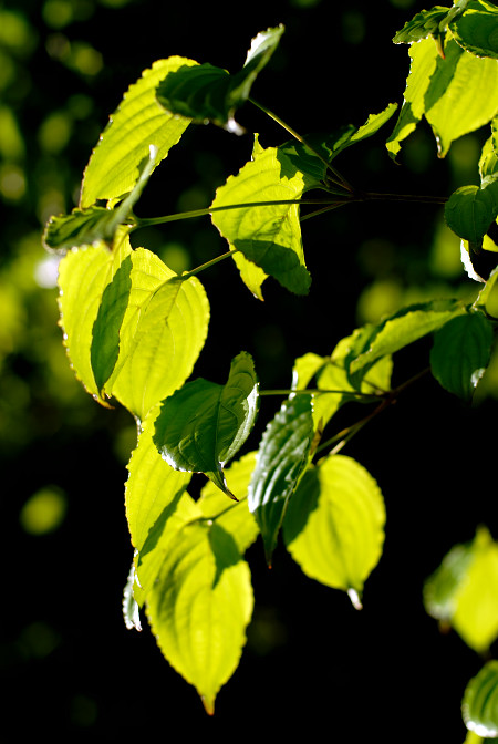 b0130569_97477.jpg