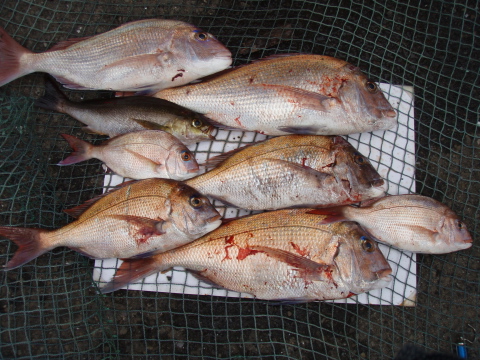 2008春のいまりマリーナ釣り大会_a0077071_19122194.jpg