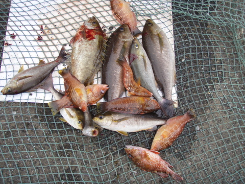 2008春のいまりマリーナ釣り大会_a0077071_19164052.jpg