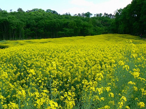 鹿田山の菜の花と温泉スタンド_d0010073_20355049.jpg