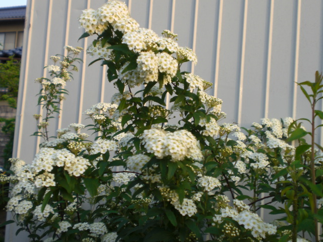 f0153475_10313.jpg