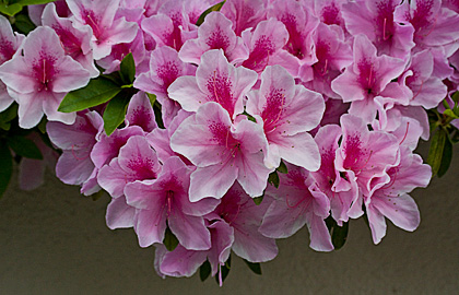 c0002682_11465652.jpg