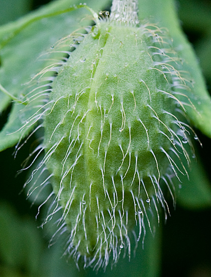 c0002682_11515933.jpg