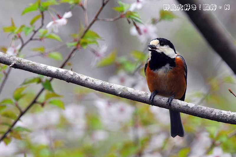 山桜の中で♪_f0059882_1457439.jpg