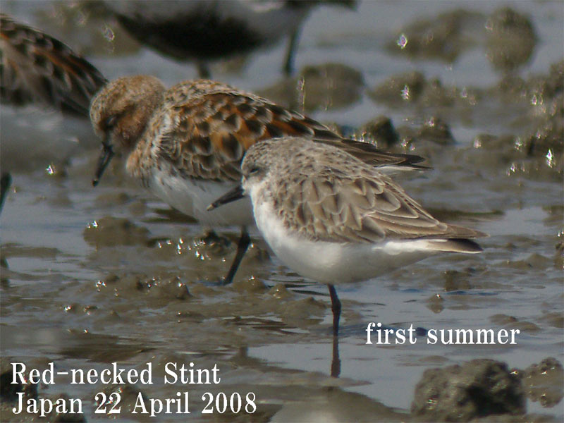 トウネン 7　Red-naecked Stint / Calidlis ruficollis_c0071489_824452.jpg