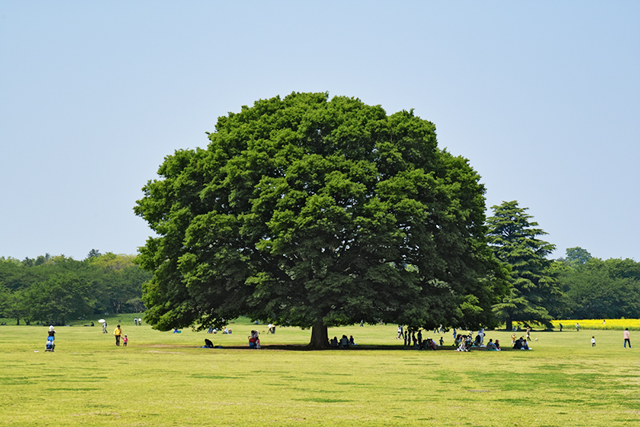 国営昭和記念公園 〖みんなの原っぱ〗の大きな木_d0069398_1740699.jpg