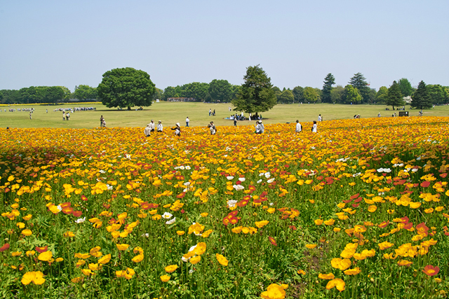 国営昭和記念公園 10万株のアイランドポピーが咲き乱れて_d0069398_9223557.jpg